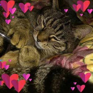 Meet your Posher, Barbara gile